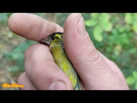 Видео: Неймовірні пригоди мисливця на птахів