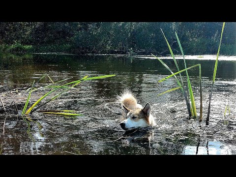 Видео: Пробежка и купание лаек