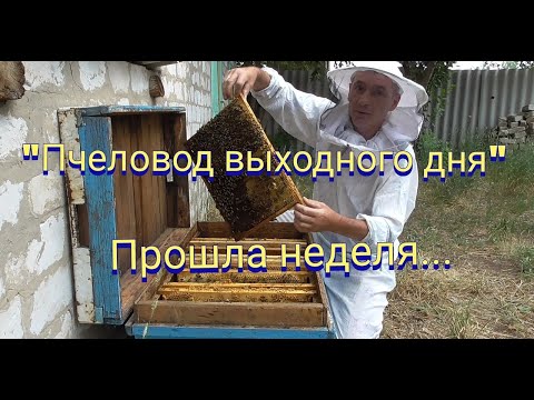 Видео: Расширение пчелосемьи в лежаке .Подкормка медовой сытой.Осмотр пчел один раз в неделю.