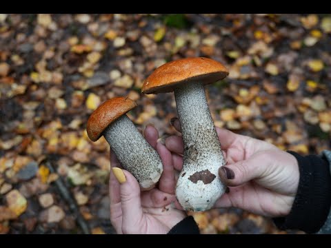 Видео: Грибная разведка 01 октября 2023. Всеволожский район.