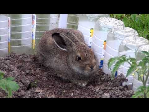 Видео: Ох уж эти зайчики