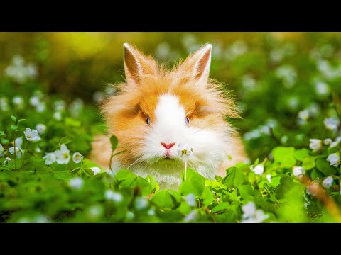 Видео: Успокаивающая музыка лечит сердце и успокаивает нервную систему 🍀 Музыка для души и расслабления #69