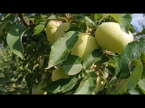 Видео: Яблуня Кримський Синап (Кандиль Синап)