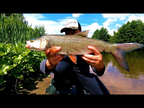 Видео: ЛОВЛЯ ЖЕРЕХА И ГОЛАВЛЯ НА КРЕНКИ !!! Golden Mean Hellion .Smith Camion Magnum. #Goldenmean #smith