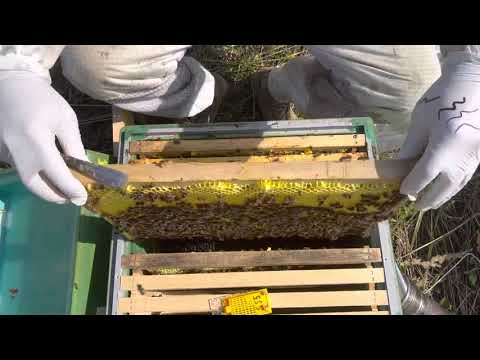 Видео: Среднерусская пчела и матка 100%чистоты