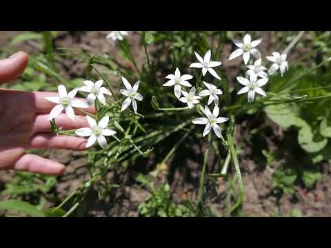 Видео: Птицемлечник - милый и очень полезный цветок!