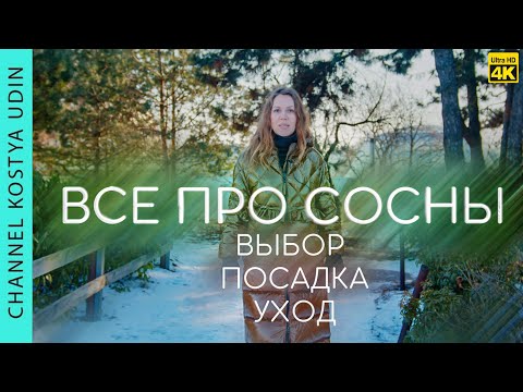 Видео: СЕКРЕТЫ И ОШИБКИ В ПОСАДКЕ И УХОДЕ ЗА СОСНАМИ | ПУШИСТЫЕ СОСНЫ БЫСТРО | КАК ВЫБРАТЬ СОСНУ