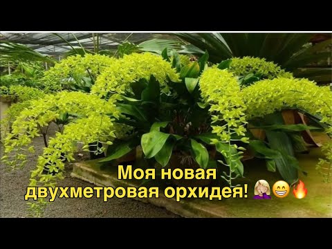 Видео: Пересадка орхидей в прямом эфире!