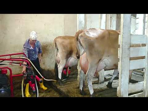 Видео: ДОЕНИЕ ДЖЕРСИЙСКИХ КОРОВ