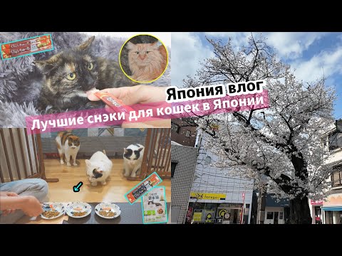 Видео: [Жизнь в Японии]Япония влог Лучшие снэки для кошек в Японии, которые любят кошки.