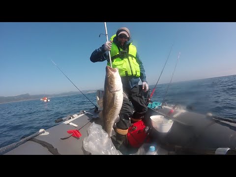 Видео: РЫБАЛКА В ТУМАНЕ , ТРЕСКА НА 14.70 КГ , КАМБАЛА . 10.04.25. НАХОДКА.🔥🐟🏅