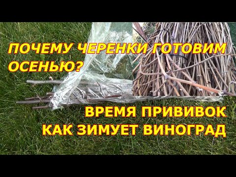 Видео: Почему черенки готовим осенью? Время прививок: Как зимует виноград?