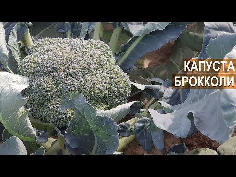 Видео: Как выращивать капусту брокколи. КФХ Юрия Коровина. Калининградская область.