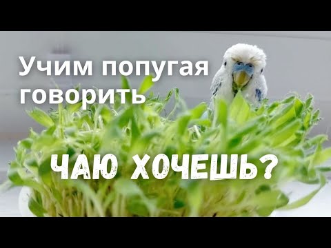 Видео: Учим попугая говорить Чаю хочешь?