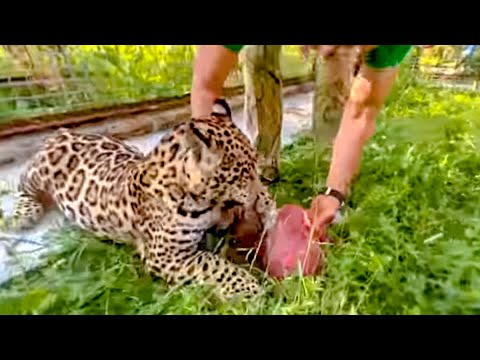 Видео: Покормить ГРОЗНОГО ЯГУАРА с рук? У Олега Зубкова это получается ЛЕГКО)))