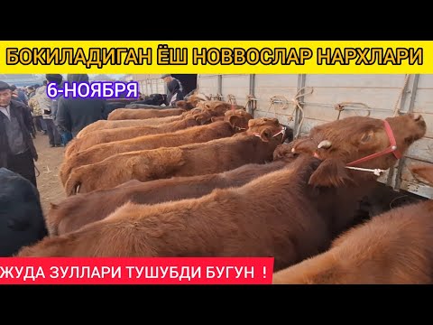 Видео: ХОРАЗМ БОГОТ МОЛ БОЗОРИ ЁШ БОКИЛАДИГАН ХУКИЗЛАР АНИК НАРХЛАРИ 6-НОЯБРЯ 2024-ЙИЛ