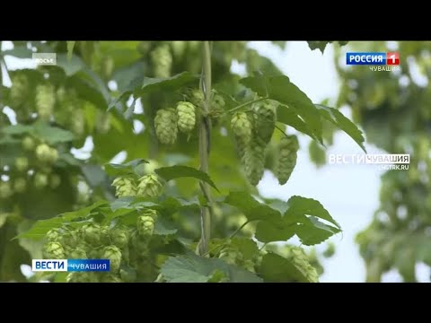Видео: В Чувашском аграрном университете создадут современную лабораторию по селекции хмеля