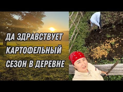 Видео: Как в деревне проходит картофельный сезон?|Деревенские будни