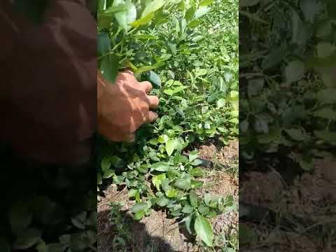 Видео: голубика:- черенки или инвитро?  что выбрать краткий? краткий анализ.
