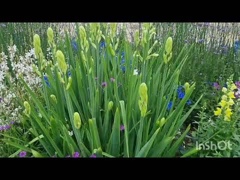 Видео: Saule, Pērkons, Daugava !# Хоровая музыка #цветочное искусство луга!#22июля