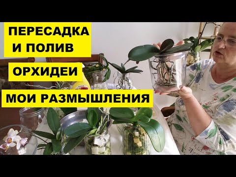 Видео: ПЕРЕСАДКА и ПОЛИВ ОРХИДЕИ. МОИ РАЗМЫШЛЕНИЯ...