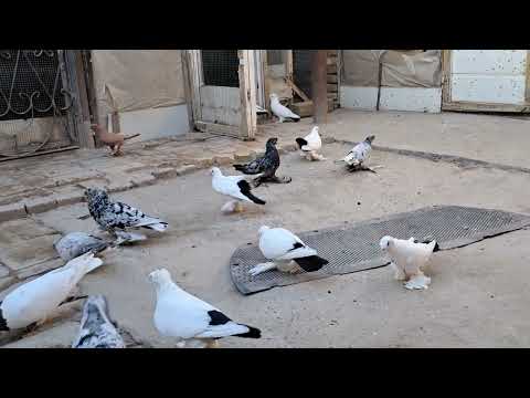 Видео: 21.08.2024. В гостях у Фархада .🕊🕊🕊🕊🕊.