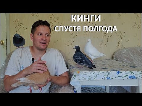 Видео: Голуби кинги уже полгода живут у нас