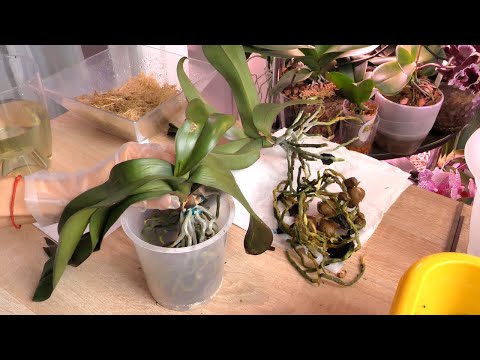 Видео: Пересадка ОБЕЗВОЖЕННЫХ орхидей. БЫСТРО восстановить орхидеи.