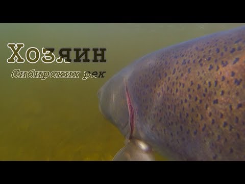 Видео: Самая опасная рыба Сибирских рек/Подводная съемка/Рыбалка в Тыве #5/Горное озеро/щука окунь таймень