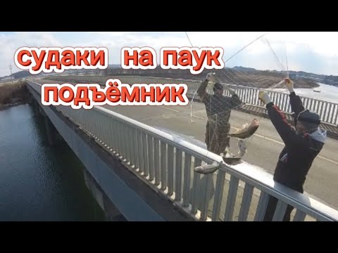 Видео: 7 СУДАКОВ ЗА ОДИН ПОДЪЕМ. 20 кг СУДАКА ЗА 30 МИНУТ НА ПАУК. #рыбалка