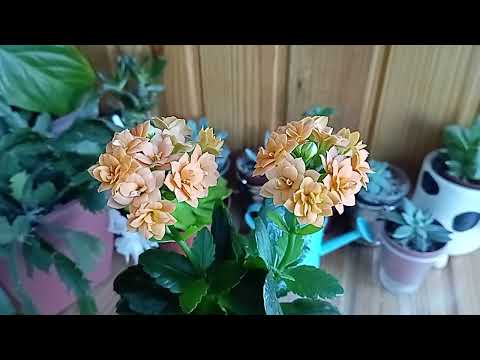 Видео: Як змусити каланхое цвісти. Мій експеримент 🌼😉