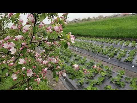 Видео: #Обработали клубнику от гнилей, пятнистосей и мучнистой росы