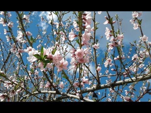 Видео: Рідне село.