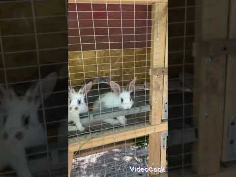 Видео: кролята 2 ч 🐇🐰🐰