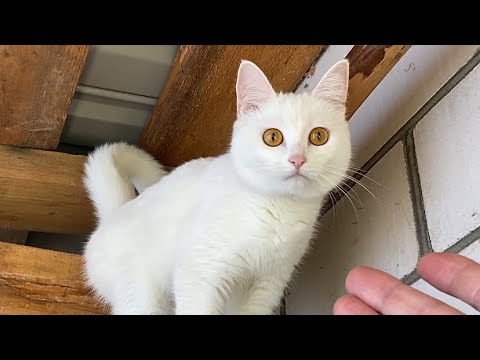 Видео: На даче 
