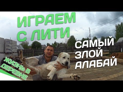 Видео: Играем с Лити Самый злой Алабай