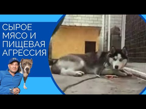 Видео: Сырое мясо и пищевая агрессия