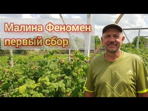 Видео: Летний сорт малины Феномен