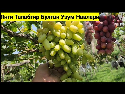 Видео: Яхши Нархда Сотилайотган Янги Узум Навлари.Мазза Килиб Куринг