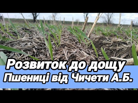 Видео: 3.10.25. Пшениці від Чичети А. Б. ''Покровська'' ''Оранта'' стан до дощу.буде краще через тиждень.👍🏼