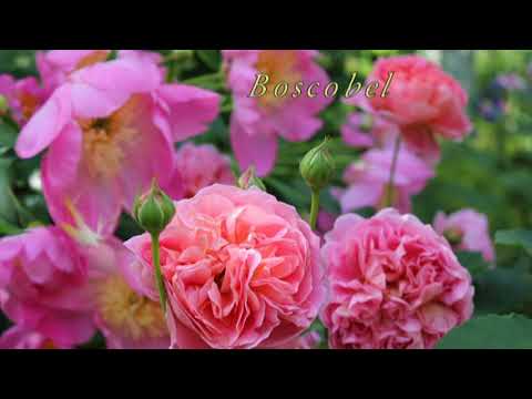 Видео: лето 2017 сад