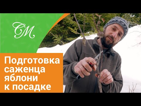 Видео: Подготовка и формирование саженца яблони к посадке #СадовыйЭксперт #обрезка