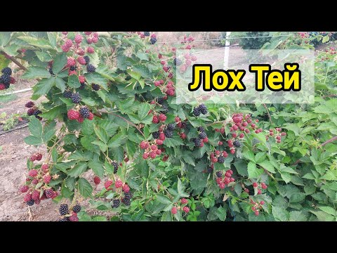 Видео: Ежевика Лох Тей в 2025 году отжигает!