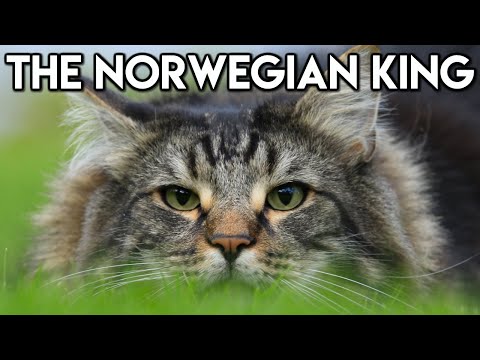 Видео: Норвежская лесная кошка 101 — узнайте о них ВСЕ!