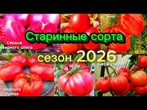 Видео: Томаты 2026. Старинные сорта и сорта народной селекции.