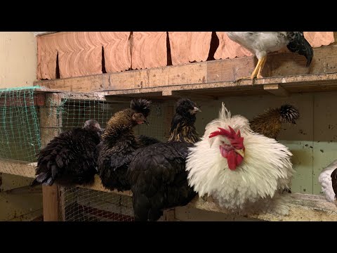 Видео: 🐔Побелка стен в курятнике: использую известь-пушонку!🐔29,30,31октябля 2025г