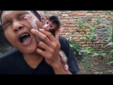Видео: О МОЙ БОГ, ЕЩЁ МАЛЕНЬКАЯ, А УЖЕ ЦЕПАЕТСЯ!!! ОБЕЗЬЯНА ЛИЛА