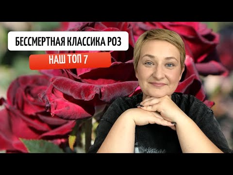 Видео: Бессмертная классика роз| ТОП 7 НАШЕГО ПИТОМНИКА