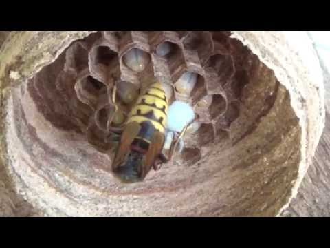 Видео: Одинокий шершень строит себе гнездо/Lonely hornet builds a nest...