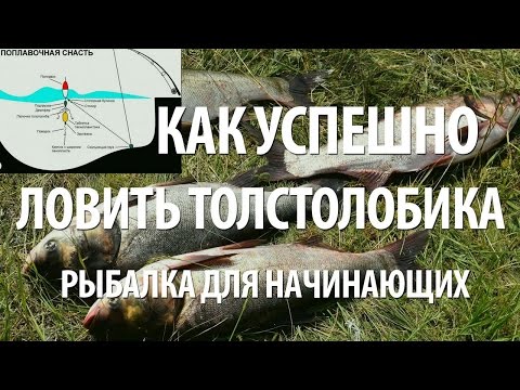 Видео: КАК ЛОВИТЬ и ПОЙМАТЬ ТОЛСТОЛОБИКА. УСПЕШНАЯ ЛОВЛЯ РЫБЫ ТОЛСТОЛОБИК - РЫБАЛКА для НАЧИНАЮЩИХ